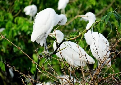 Bang Lang Stork Sanctuary