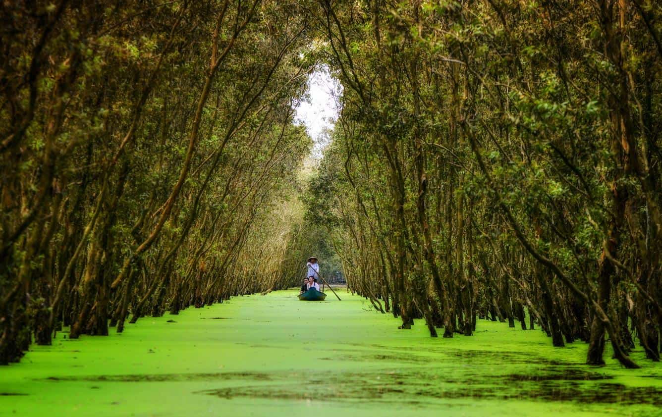tra su cajuput forest