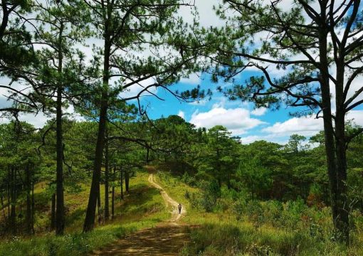 Bidoup Nui Ba National Park: a Conservation Centre of Biodiversity in Central Highland
