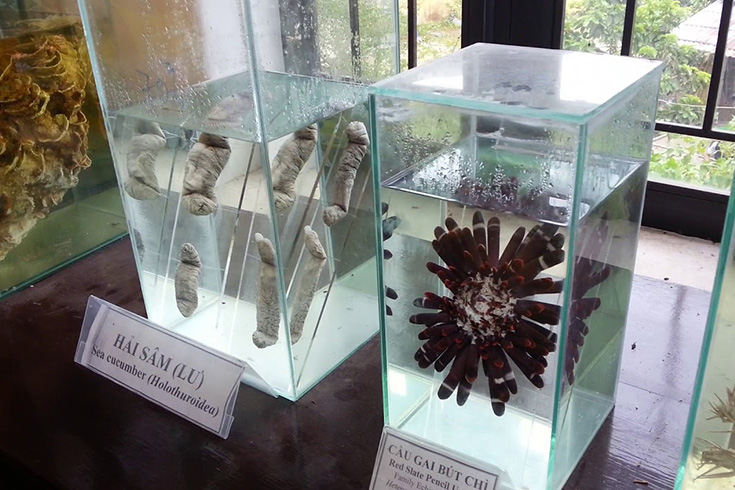 Biodiversity values of Cu Lao Cham