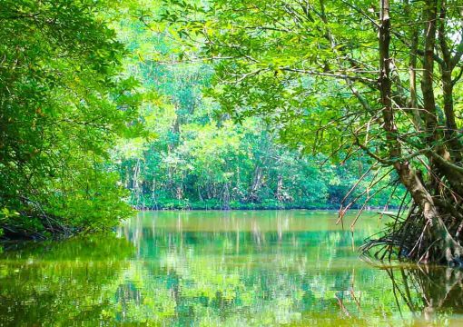 Can Gio Biosphere Reserve  (Monkey Island) in Ho Chi Minh City