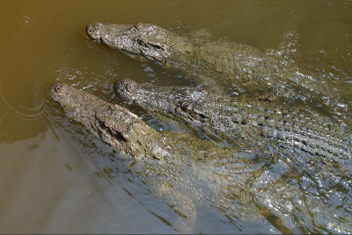 Crocodile farm in Monkey island
