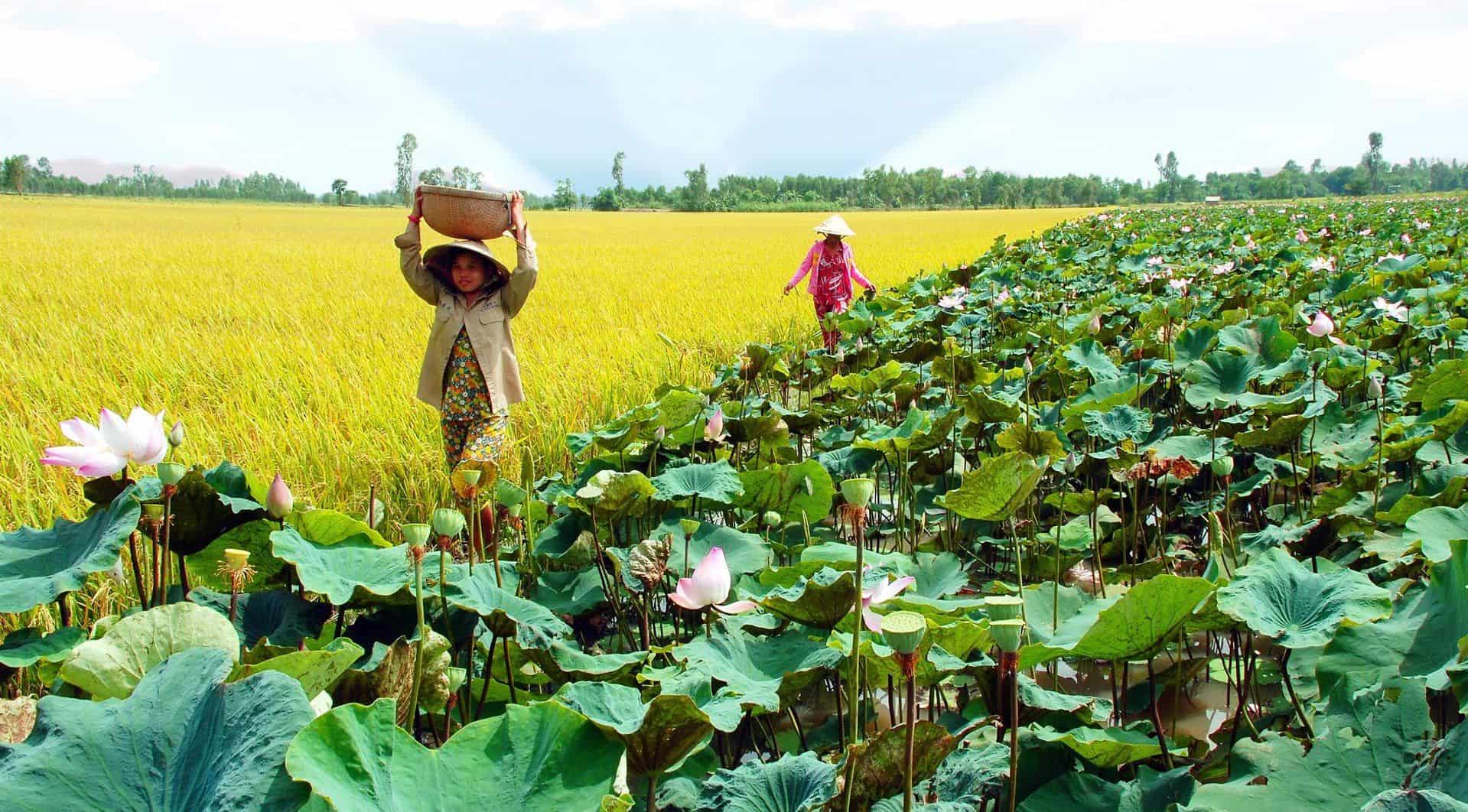 Dong Thap - Mekong Delta provinces
