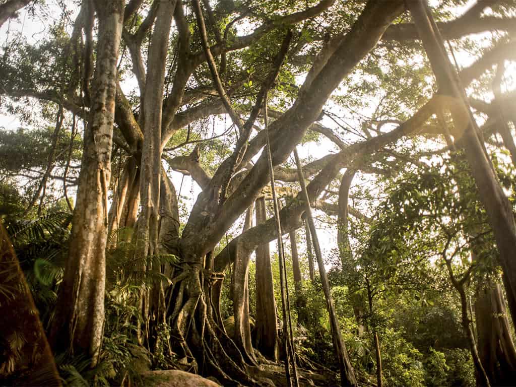 giant-banyan-tree