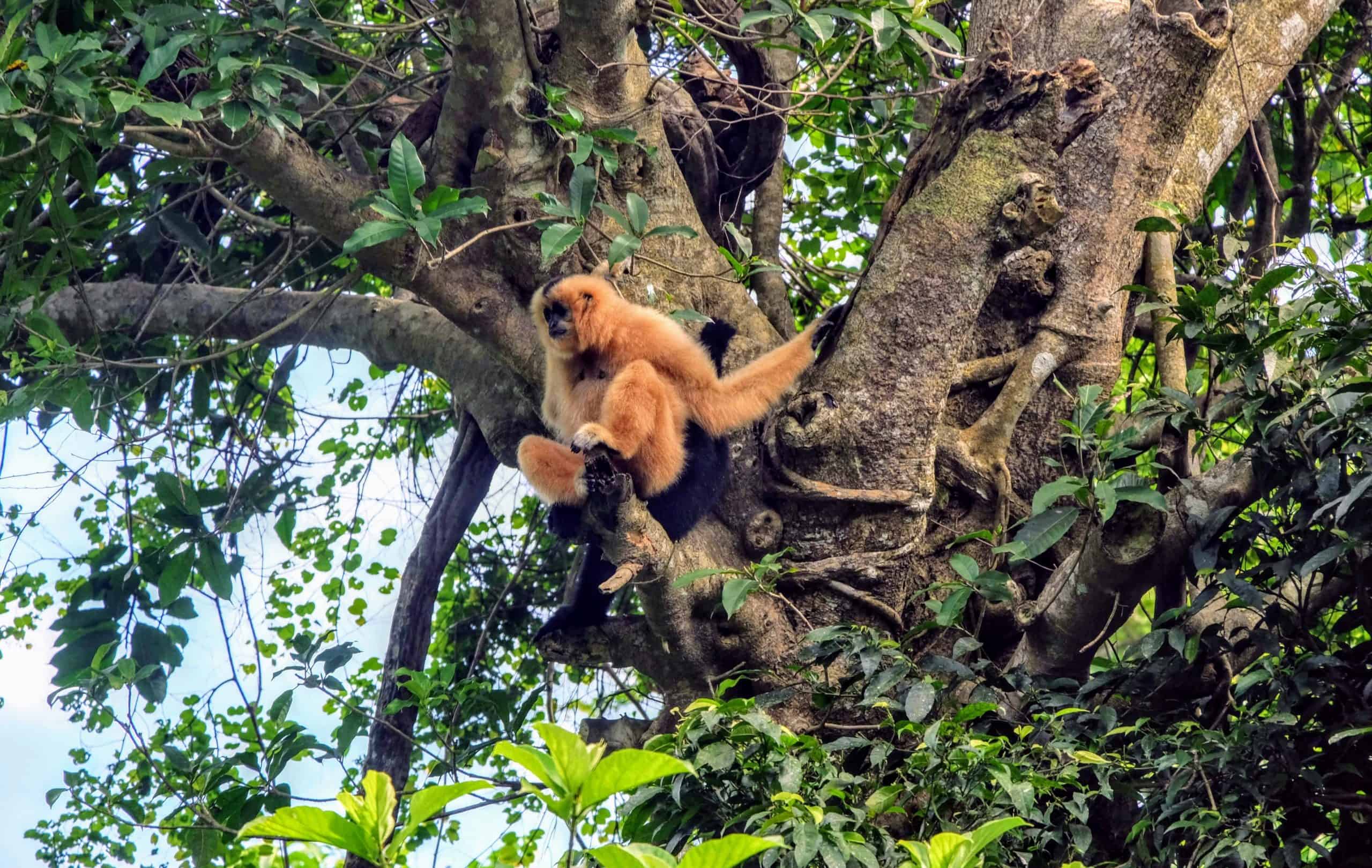 Go for a hike in Cuc Phuong National Park