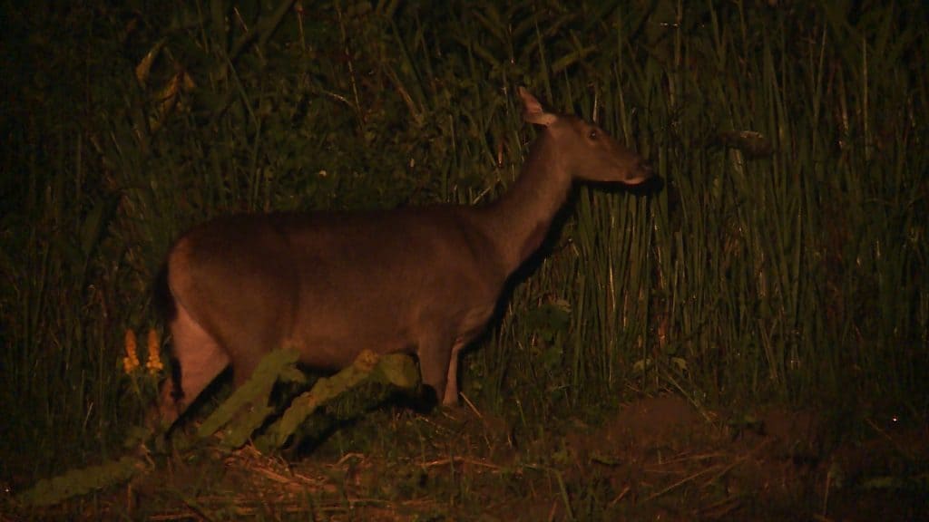 Go for a night safari in Cat Tien National Park (saigonriders.com)