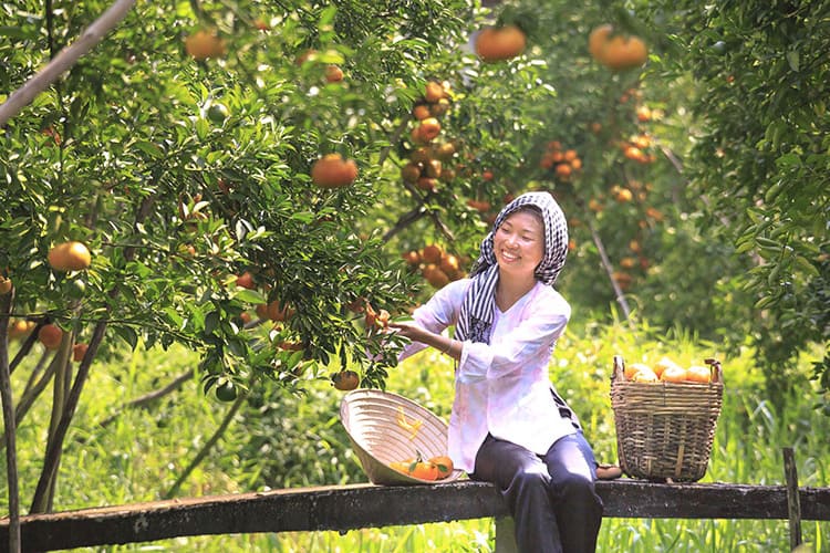 Local people in fruit orchards in Mekong delta