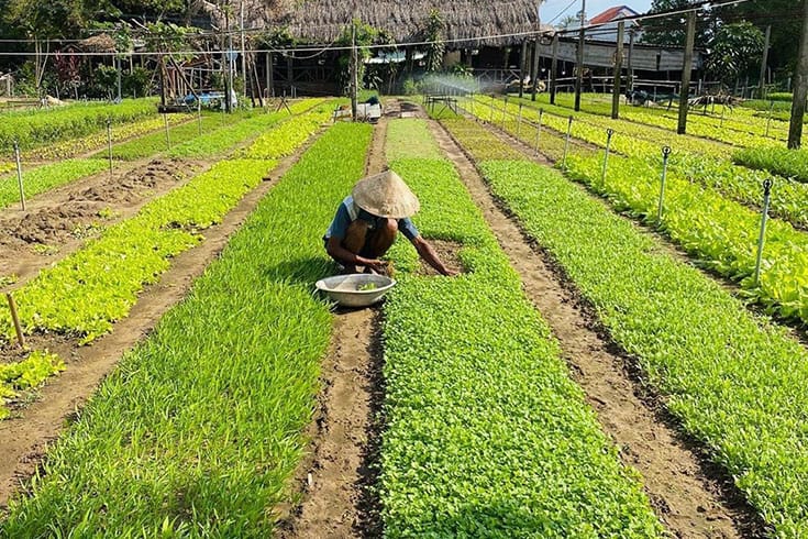 Locally Produced Ingredients in Tra Que Garden restaurant
