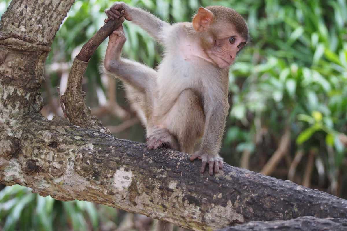 monkey-island-history