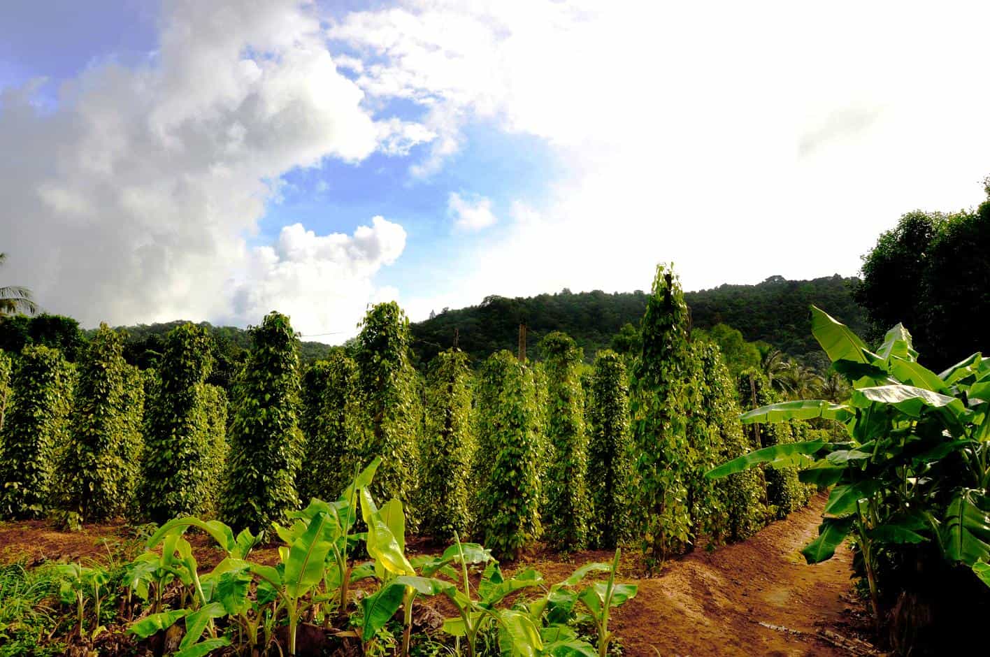 Peppers - What to buy in Phu Quoc