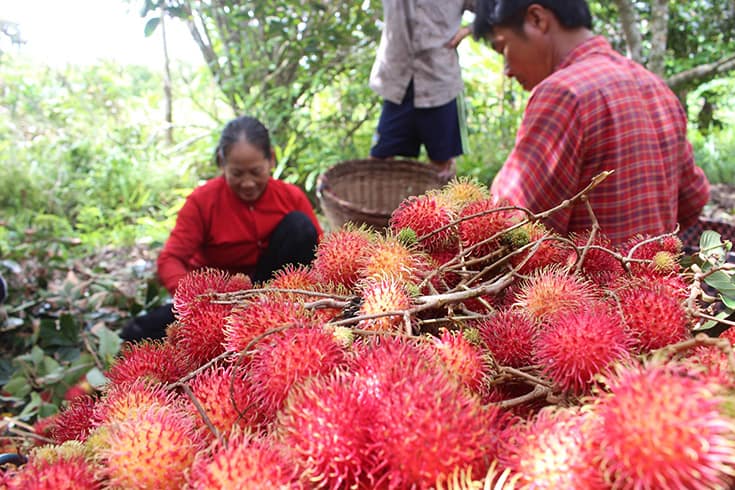Produce in fruit orchards in Mekong delta