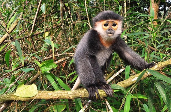 gray-shanked douc langur - endangered animals