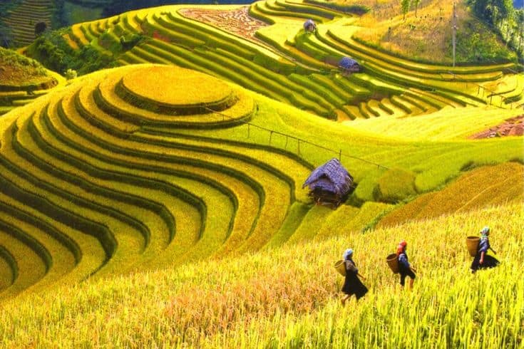 Sapa terraced rice fields
