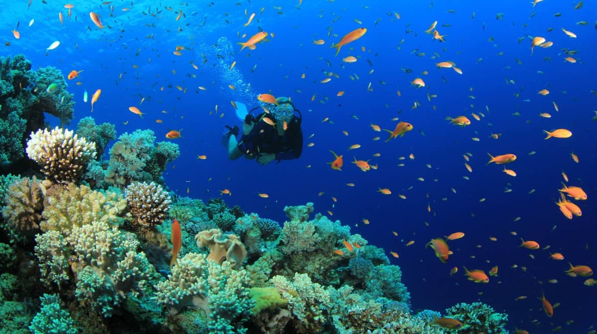 Snorkelling and scuba diving in Nha Trang