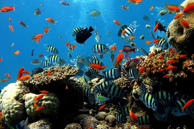 Snorkelling at Cham island