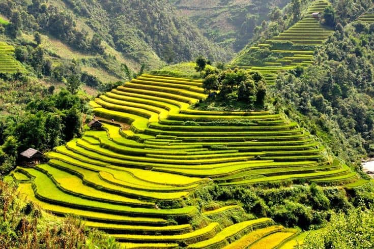 Spectacular terraced rice fields