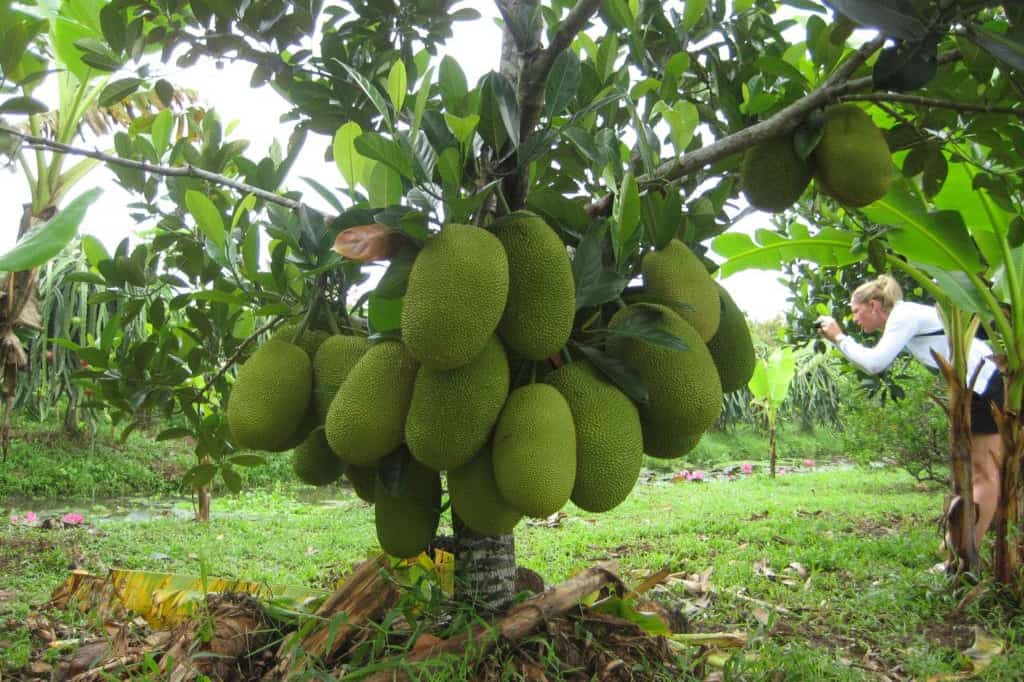 Tourists at Fruit orchards in Mekong delta