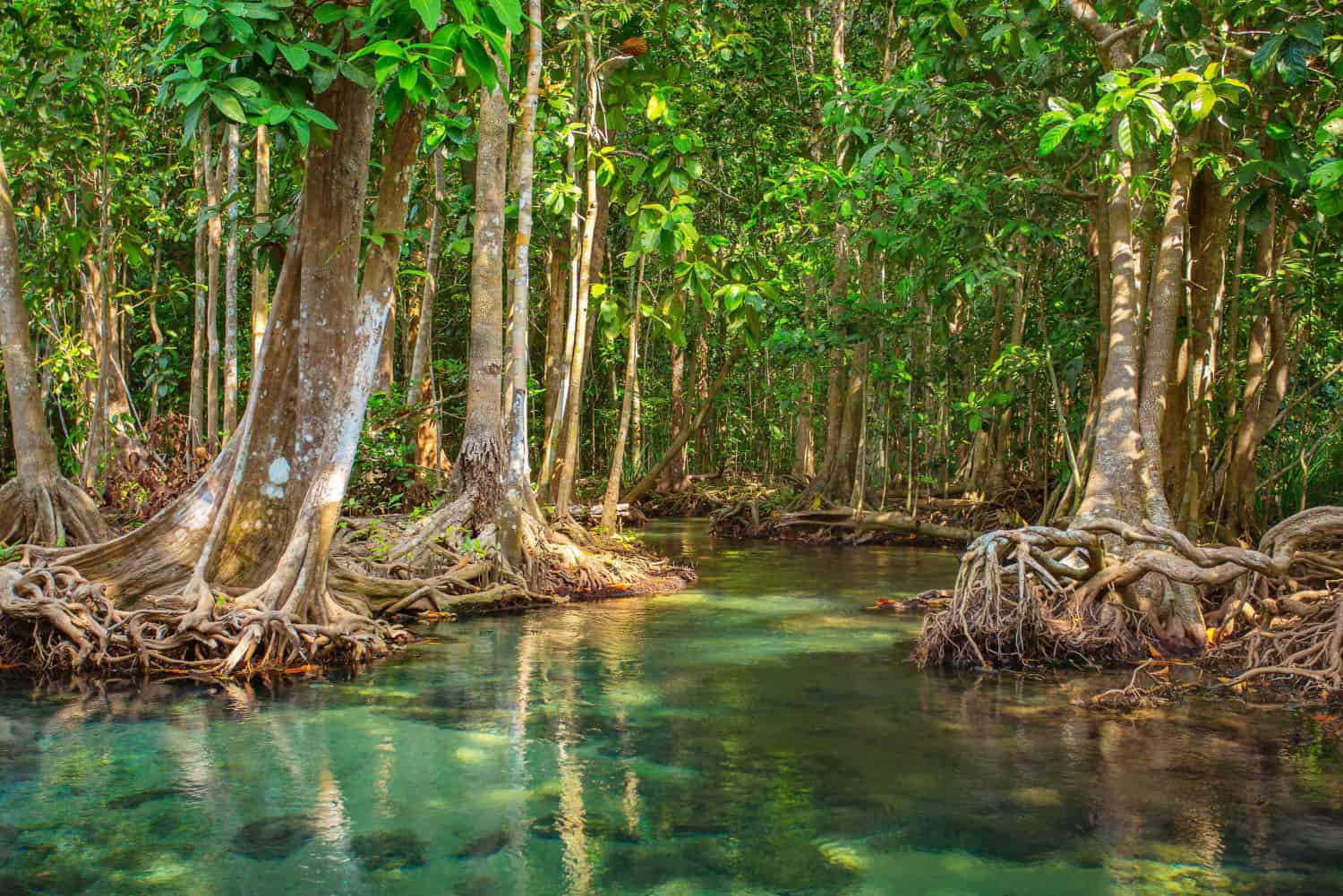 Vam Sat Mangrove Forest - Monkey island eco forest park