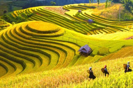 Y Linh Ho Village: The Pristine Beauty of Sapa, Lao Cai