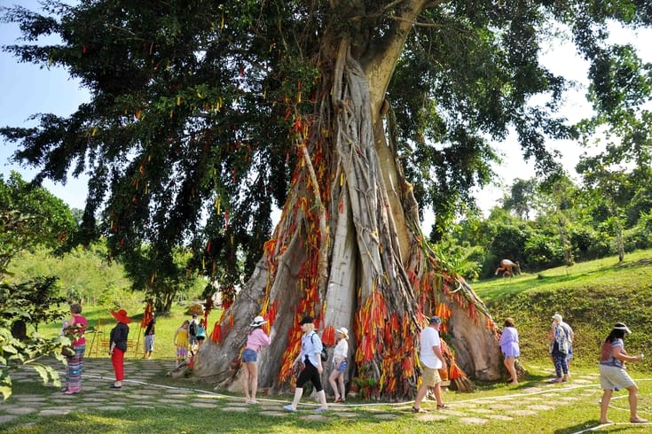 Yang Bay sacred tree